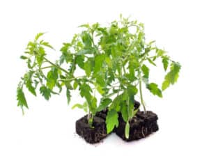 tomato plants wilting too much water