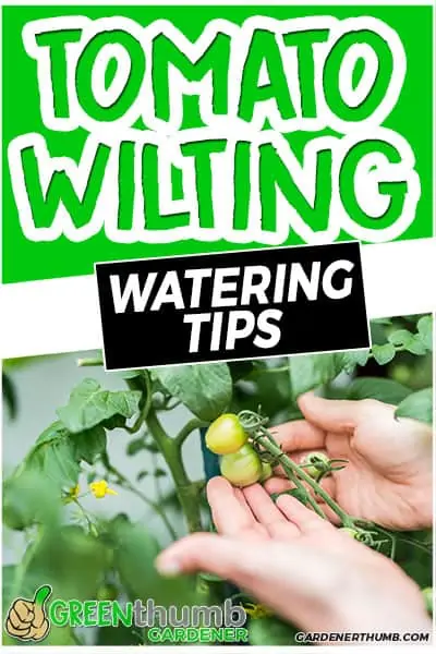 tomato wilting watering tips