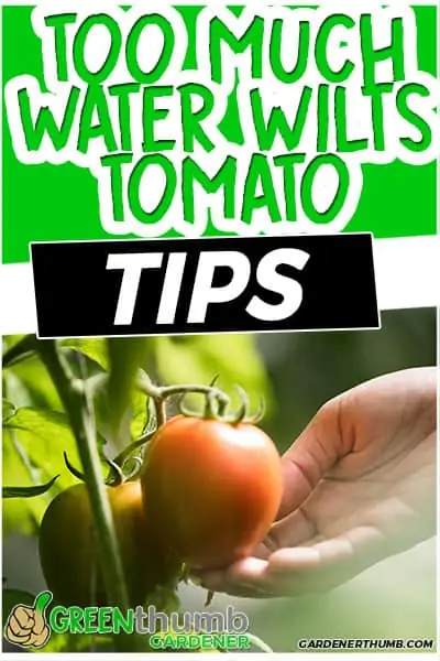 too much water wilts tomato tips