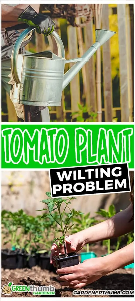 tomato plant wilting problem