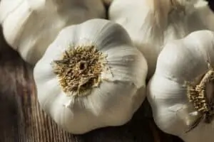 when to fertilize garlic