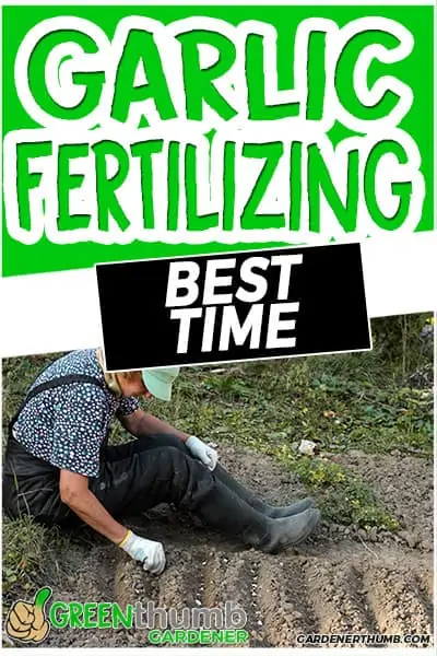 garlic fertilizing best time