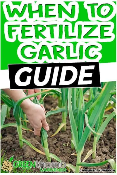 when to fertilize garlic guide