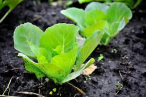 when to pick cabbage
