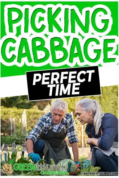 picking cabbage perfect time