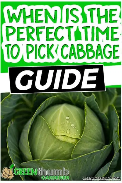 when is the perfect time to pick cabbage guide