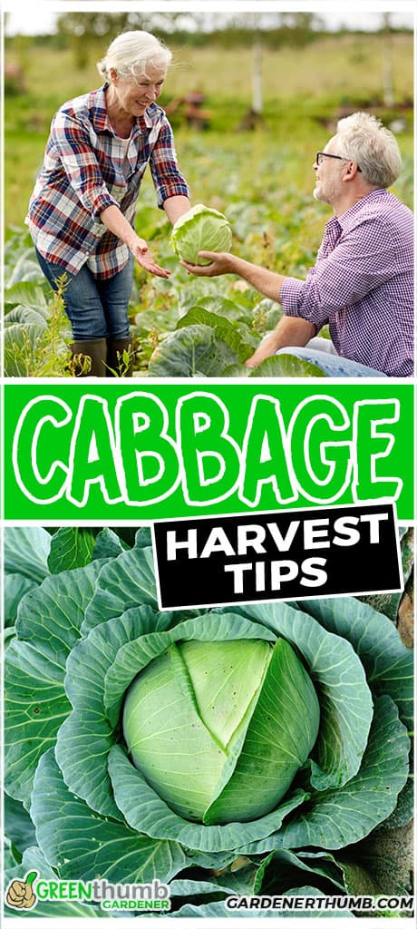 cabbage harvest tips