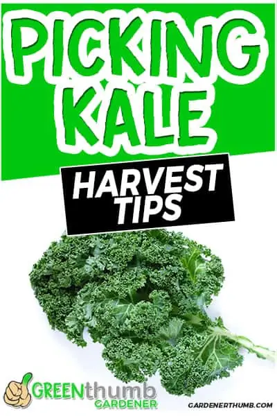 picking kale harvest tips