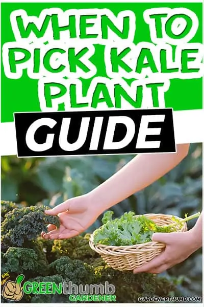 when to pick kale plant guide