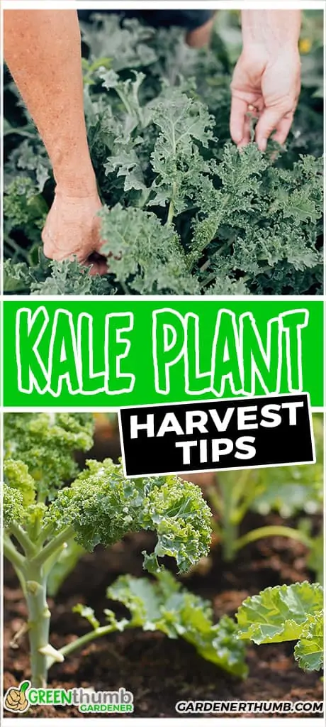 kale plant harvest tips