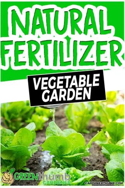 natural fertilizer vegetable garden