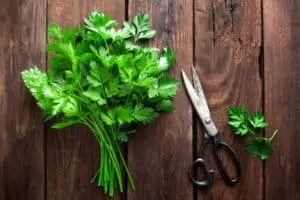 how to prune parsley