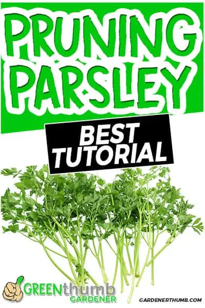 pruning parsley best tutorial