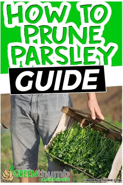 how to prune parsley guide