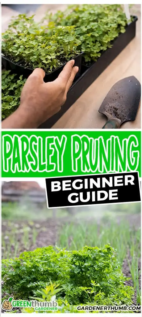 parsley pruning beginner guide