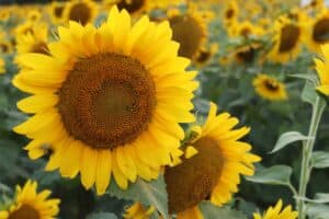 best time to plant sunflowers