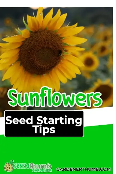 planting sunflowers