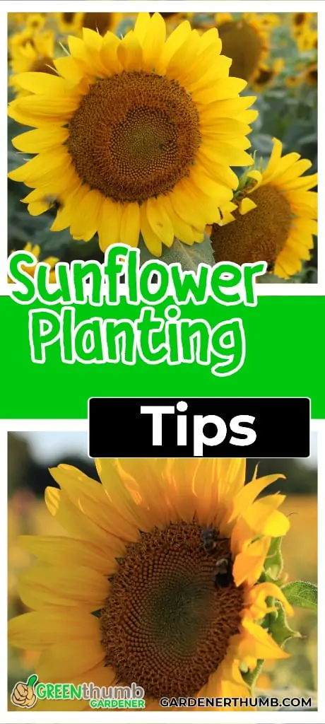 sunflowers planting
