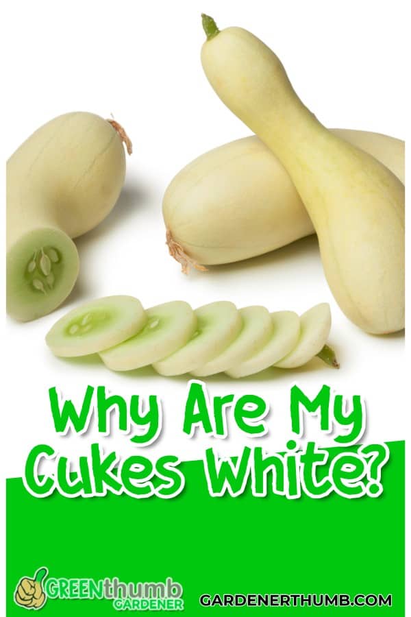 white cucumbers and how to fix