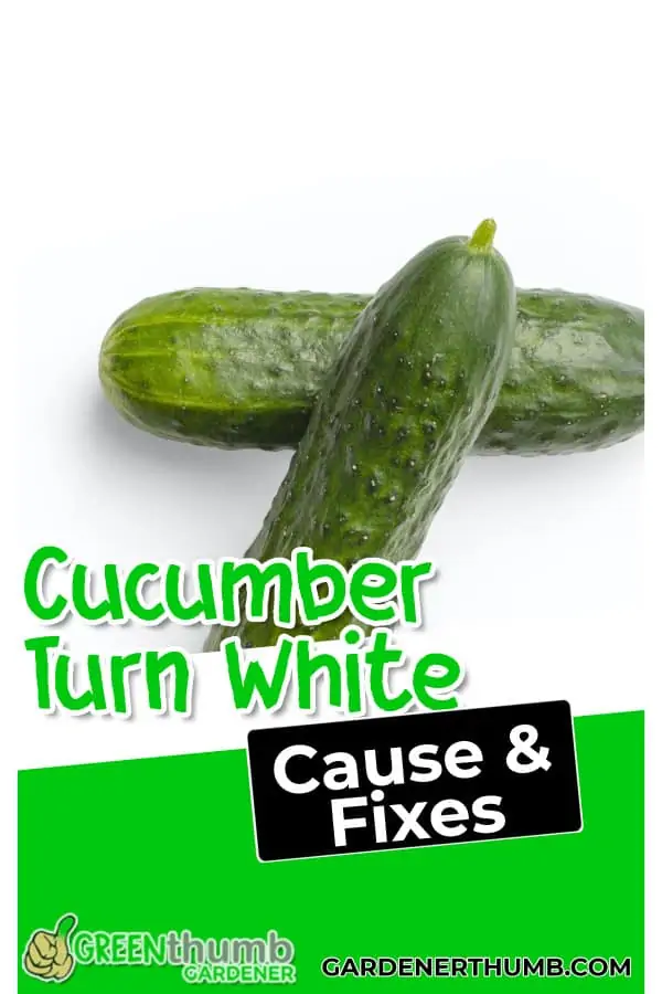 cucumbers turning white and solutions