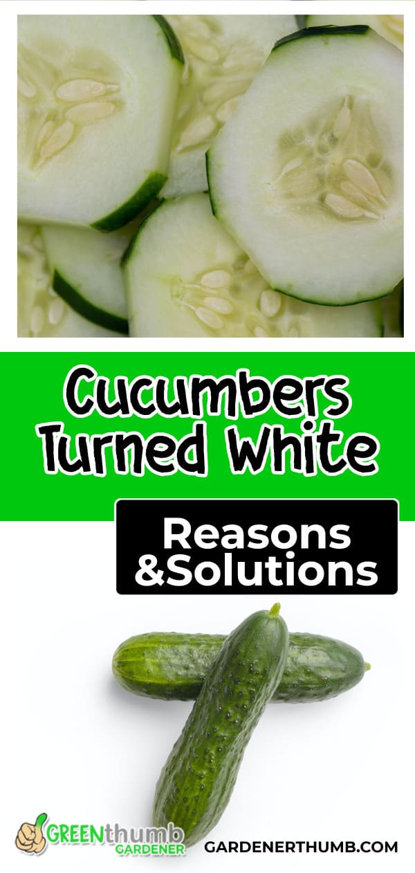 Why Are My Cucumbers White (Solutions To Fix Them) Green Thumb Gardener