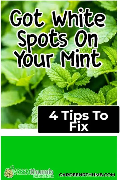 white spots on mint