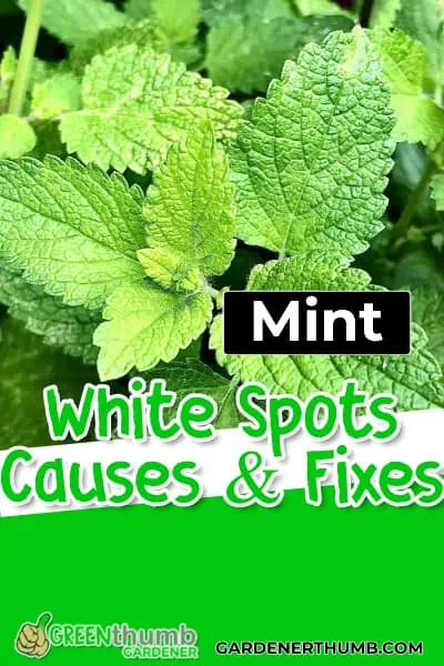 spots on mint