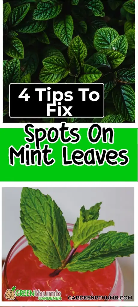 spots on mint leaves