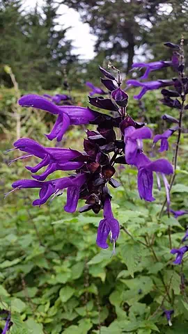 anise scented sage