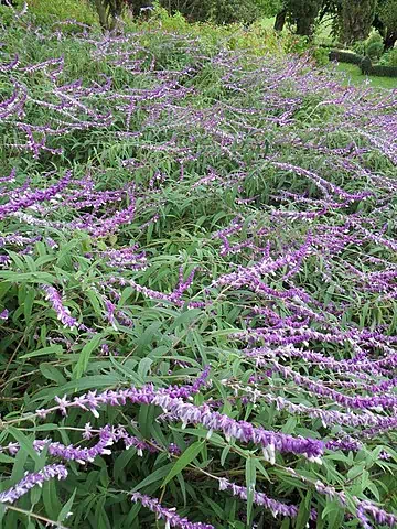 mexican bush sage