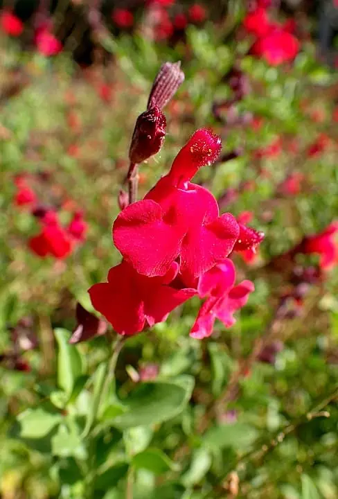 Salvia greggii