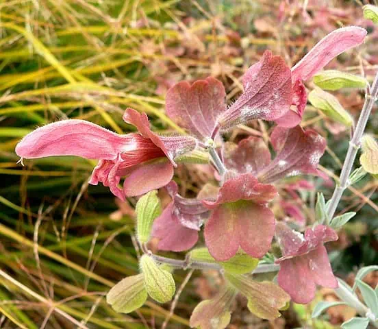 south african sage