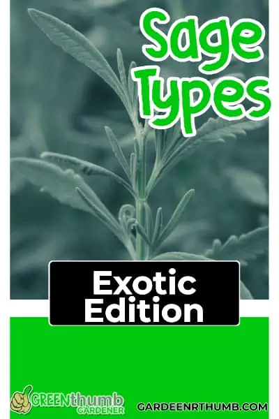 types of sage