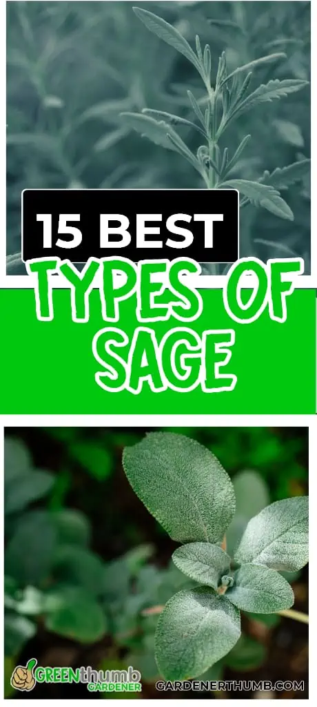 best types of sage