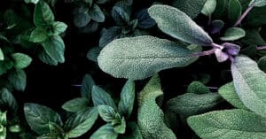 sage types
