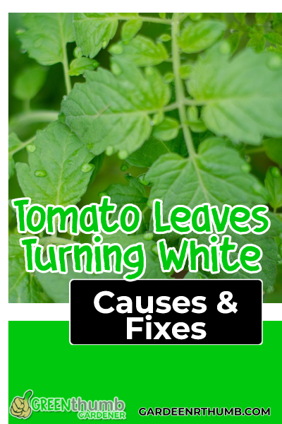 tomato leaves turning white causes and fixes