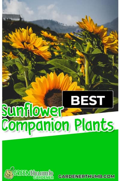 companions for sunflowers