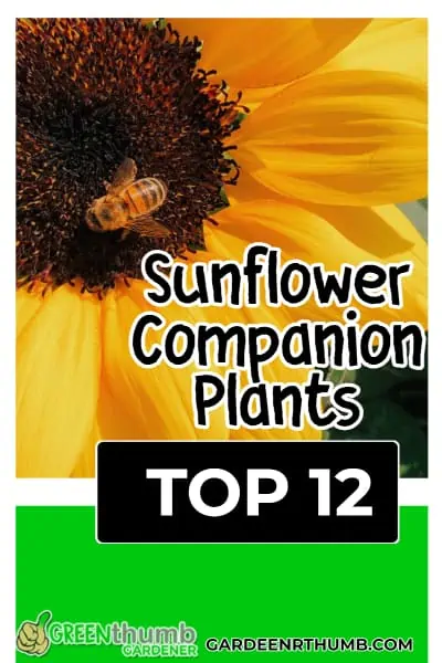 sunflower companions to plant