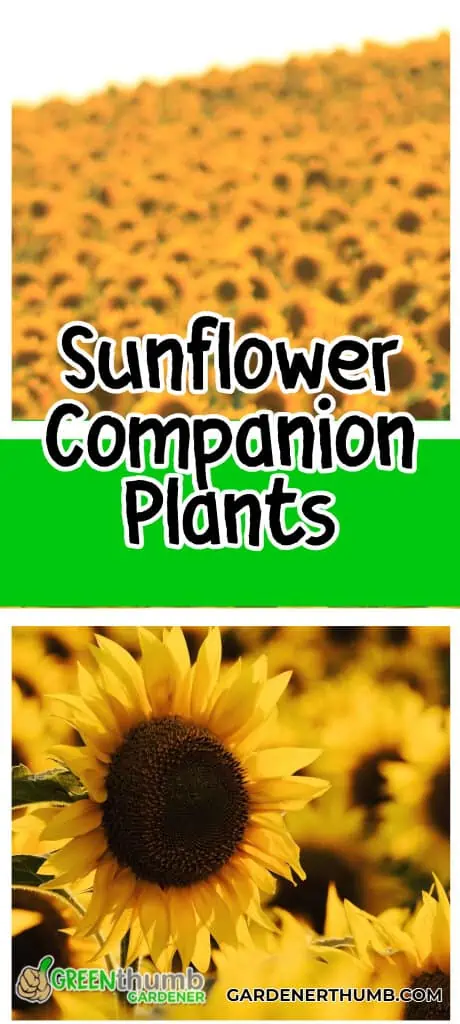 sunflower companions