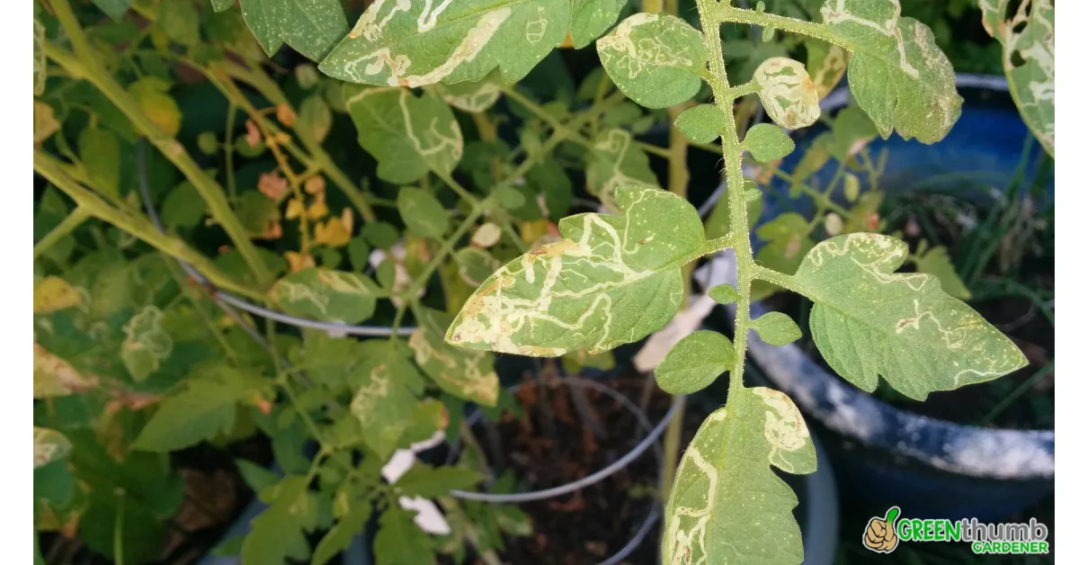 Tomato Leaves Turning White (Identify & Treatment Plan)