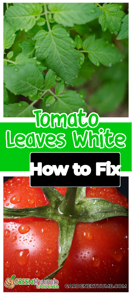 tomato leaves turning white causes