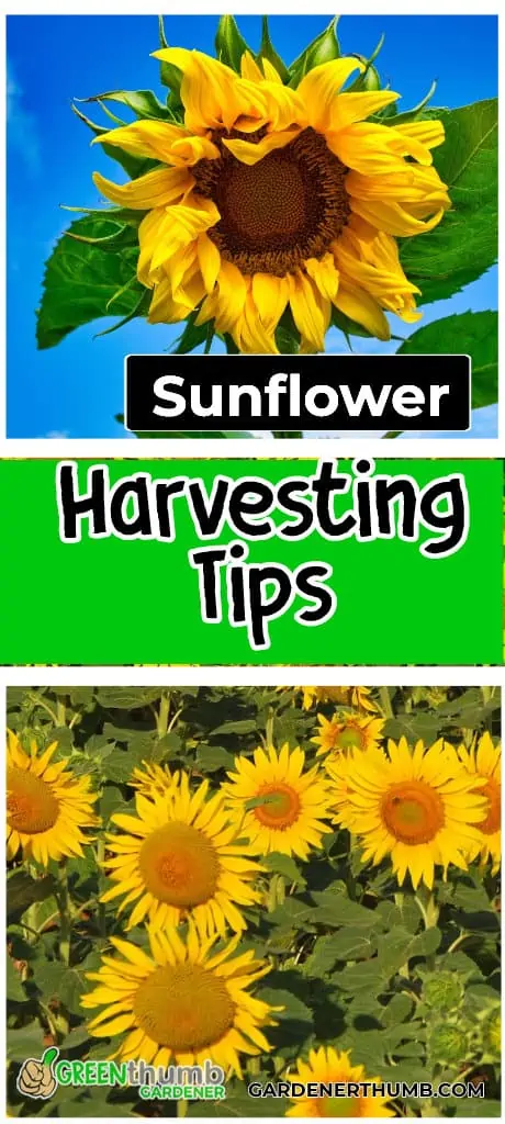 harvest sunflower seeds