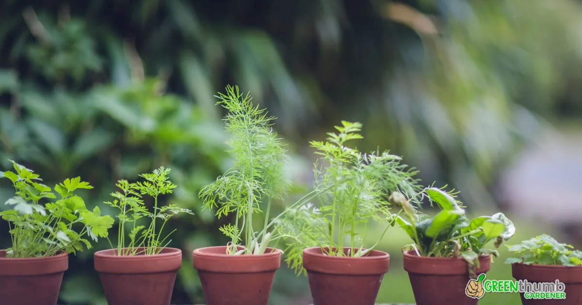 Best Fertilizer For Herbs