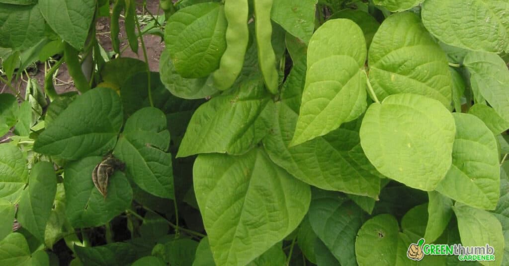 Green Thumb Gardener The Best Vegetable Gardening Tips