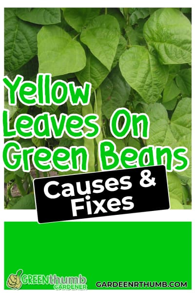 green bean leaf turning yellow
