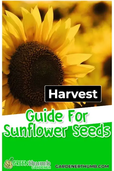 how to harvest sunflower seed