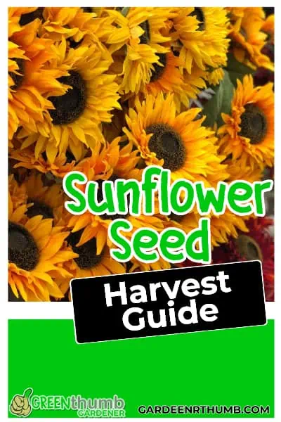 Harvesting sunflower seeds