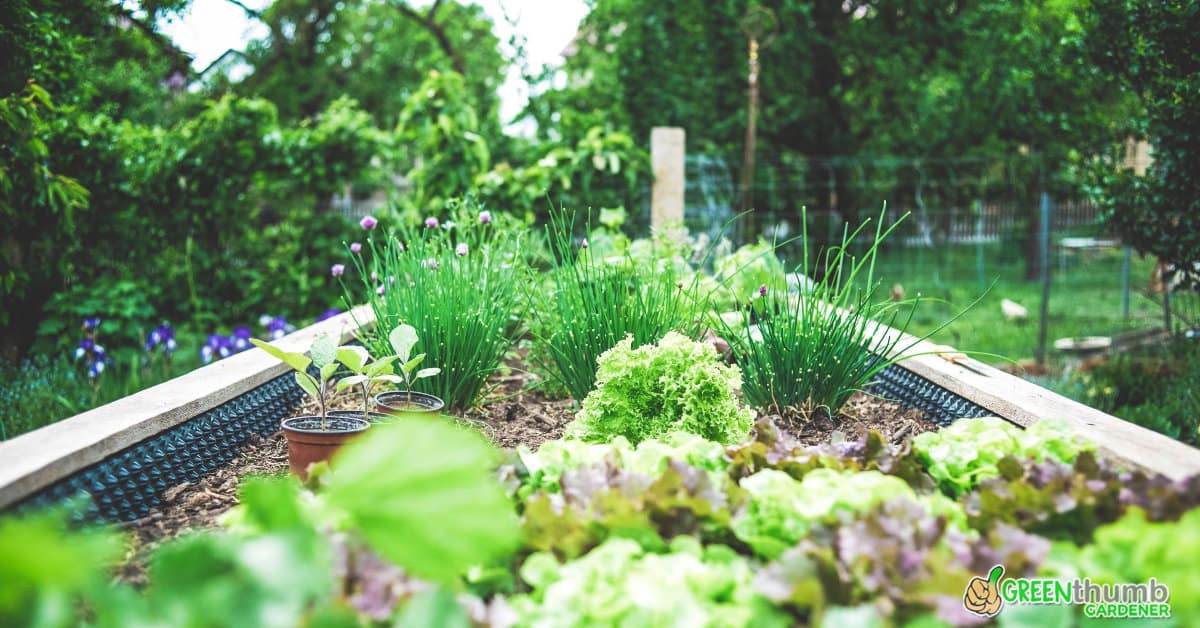 What Herbs Can Be Planted Together Guide Green Thumb Gardener