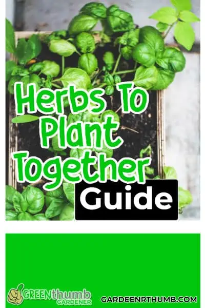 what herbs can be planted together in garden