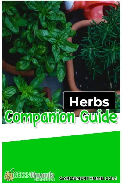 herbs can be planted together